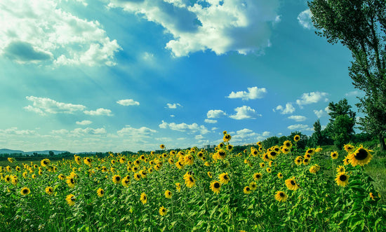 Summer sunflowers in a field. Trendspotting summer 2024